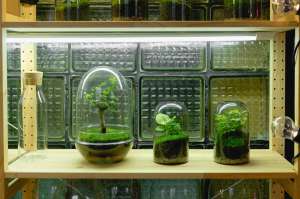 How to Build a Calming Container Garden at Home How to Build a Calming Container Garden at Home